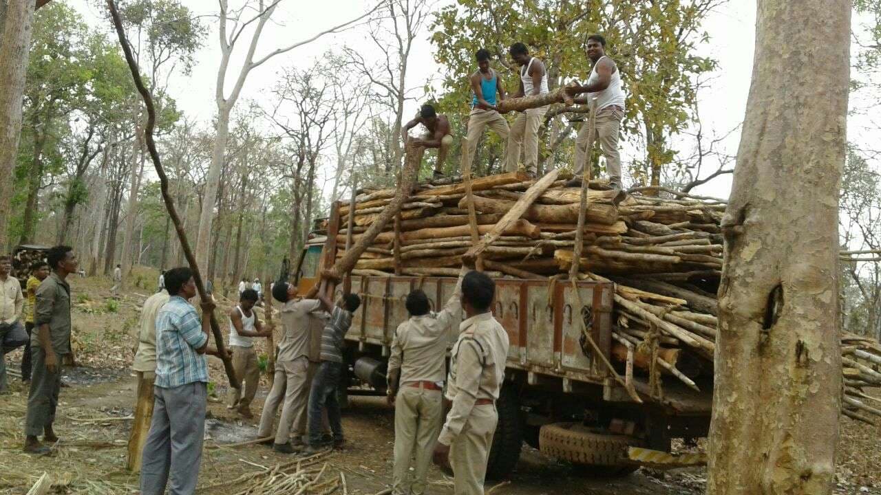 जंगल में बना रखा था 116 झोपडिय़ा, विभाग के हरकत में आते ही मचा बवाल...