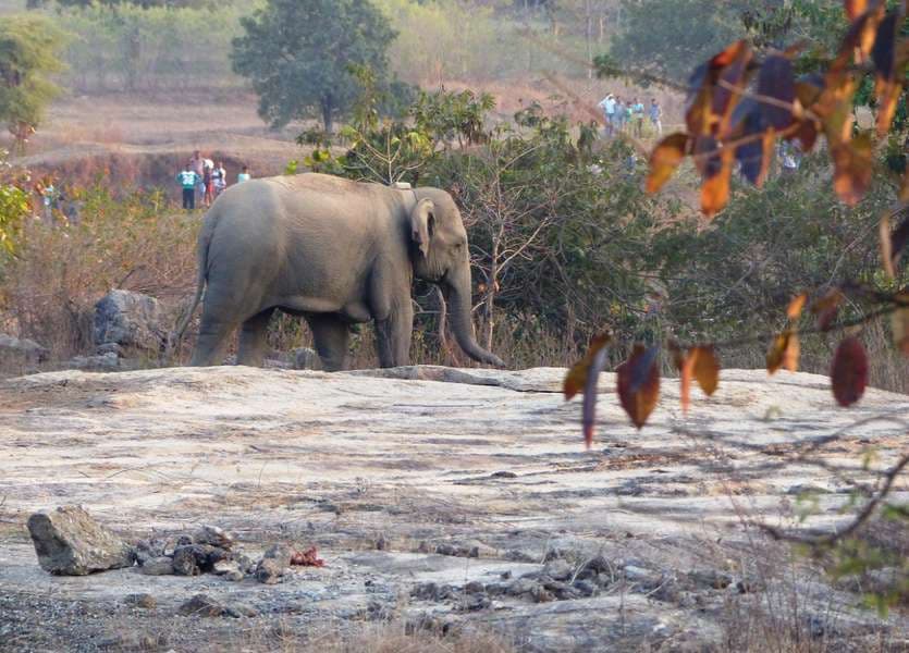 Gautami elephant