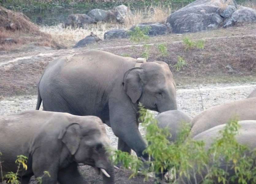 Gautami elephant with team