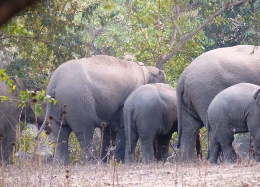 Elephants reached in Mainpat