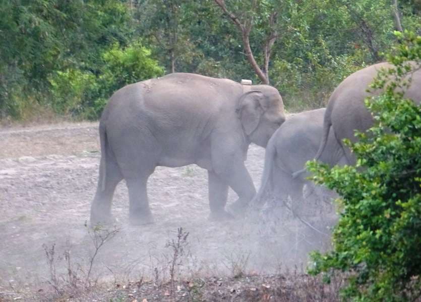 Elephants team