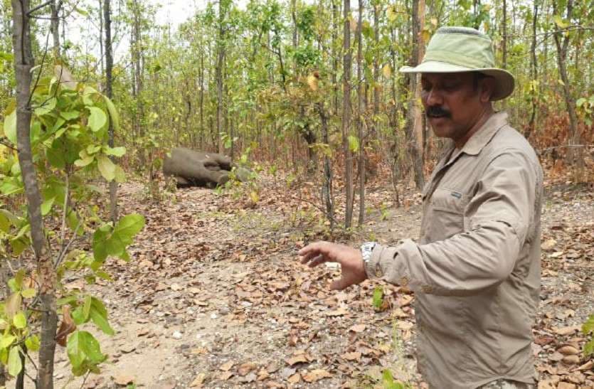 Satellite collar for Elephant Tracking