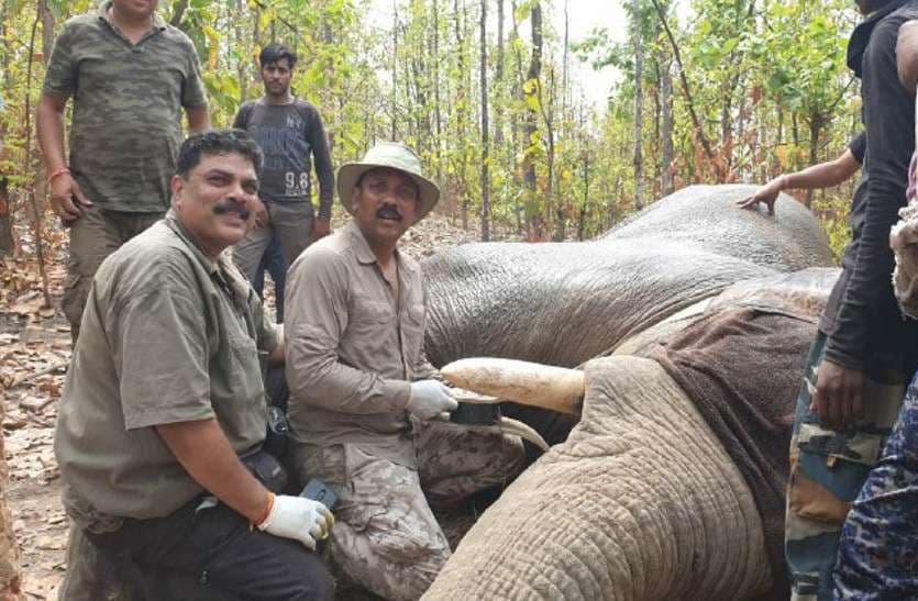 Satellite collar for Elephant Tracking