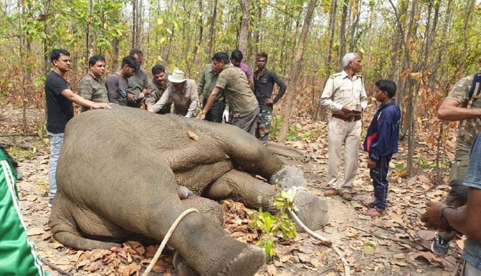 Satellite collar for Elephant Tracking