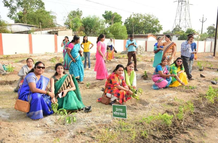 विश्व पर्यावरण दिवस के अवसर पर विभिन्न संघटनों ने रोपे पौधे