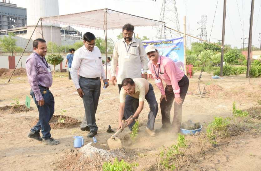 विश्व पर्यावरण दिवस के अवसर पर विभिन्न संघटनों ने रोपे पौधे