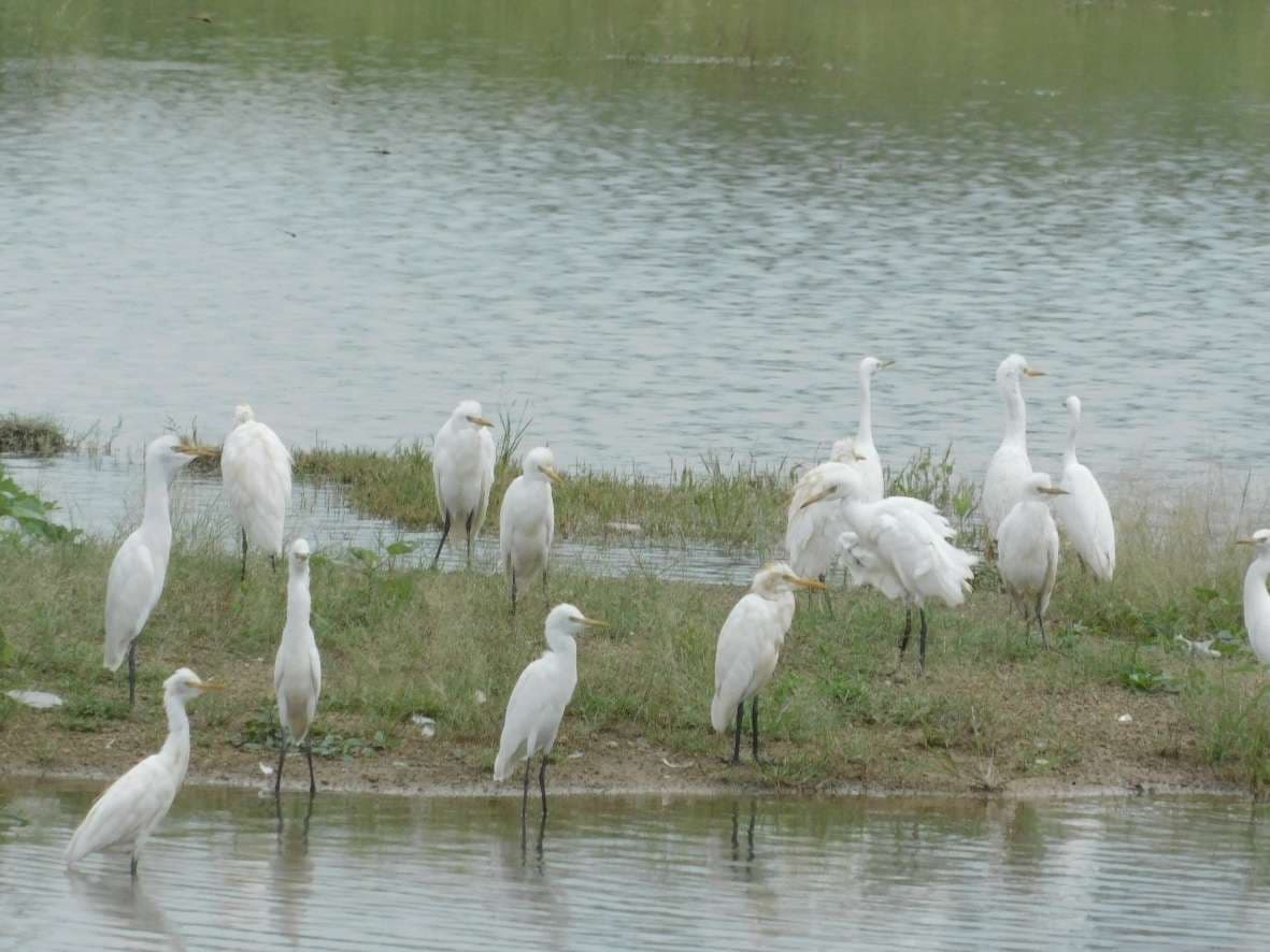 Heron birds gathered in the arrangement of food