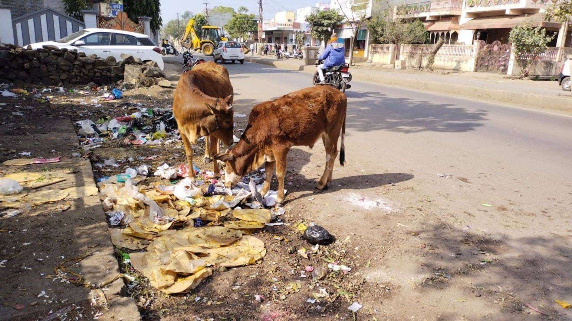 आवारा पशु मंडरा रहे