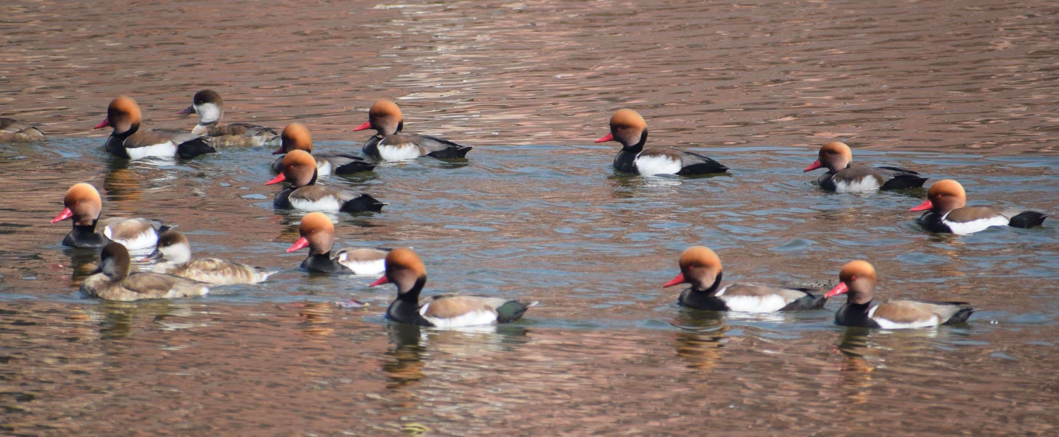 European bird Pochard's camp in Machkund lake in February also...view photos