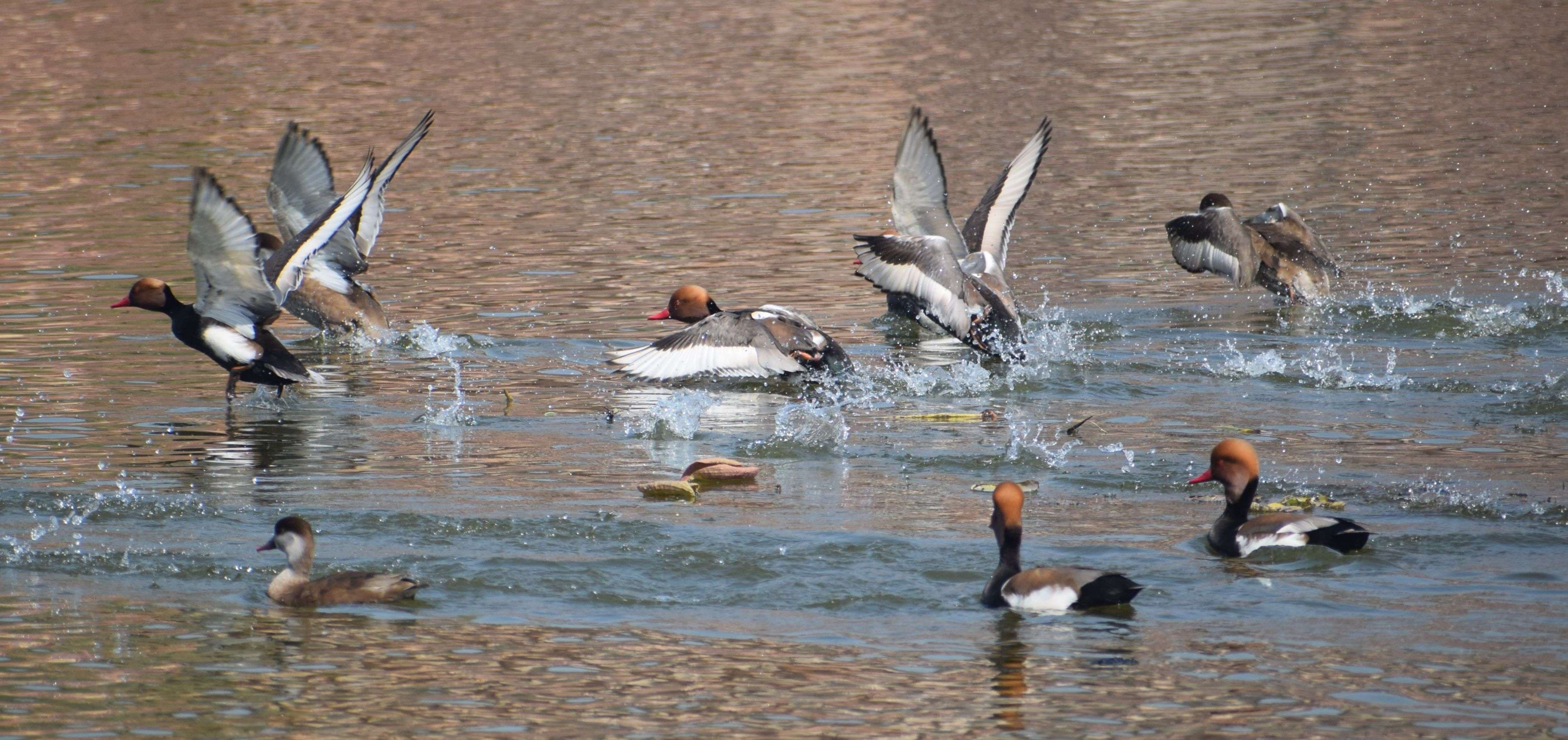 European bird Pochard's camp in Machkund lake in February also...view photos