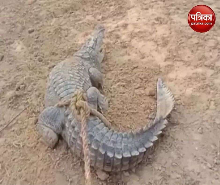 Crocodile