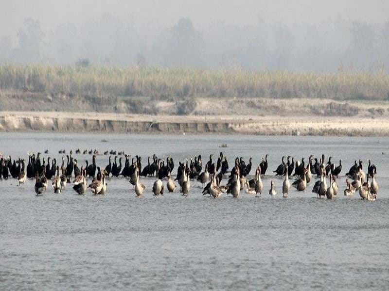 Haiderpur wetland photo