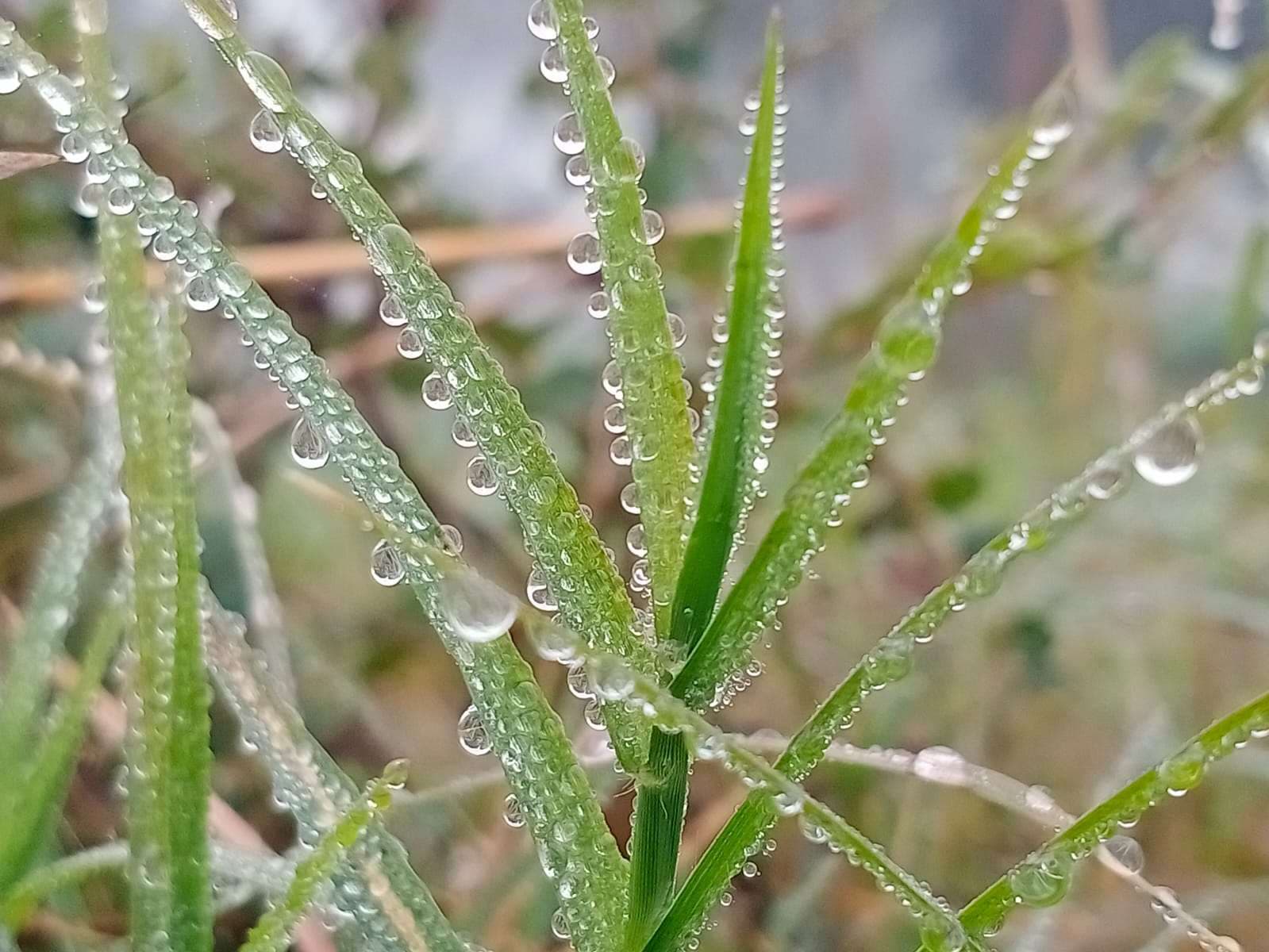 छाया कोहरा सर्दी से बचने के लिए अलाव का सहारा...देखिए तस्वीरें