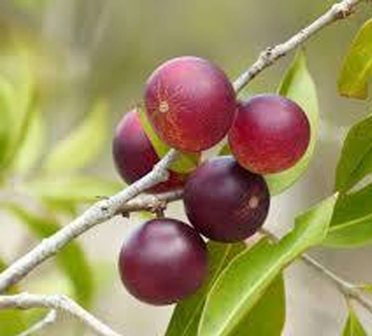 benefits-of-camu-camu.jpg