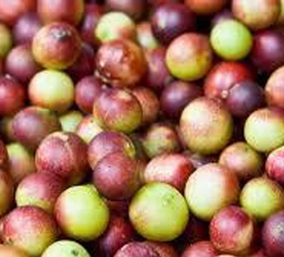 camu-camu-health-benefits.jpg