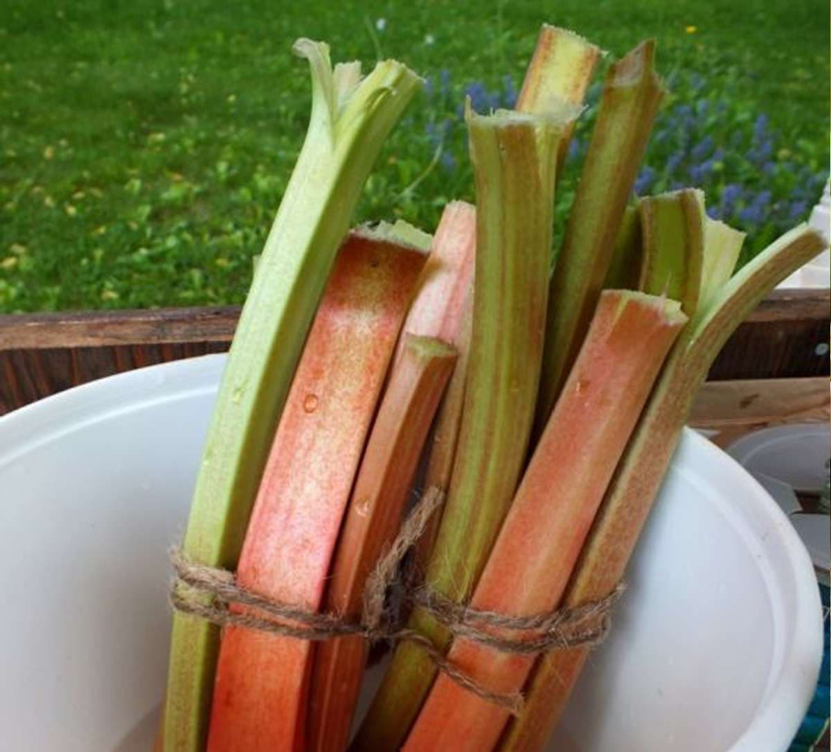 rhubarb-benefits.jpg