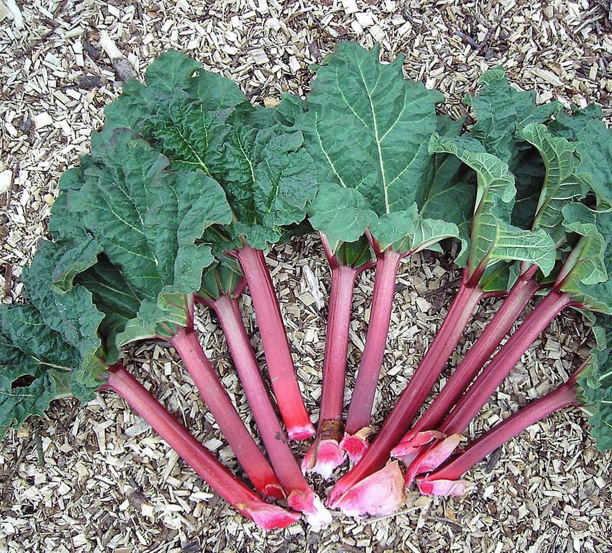 rhubarb-for-heart.jpg