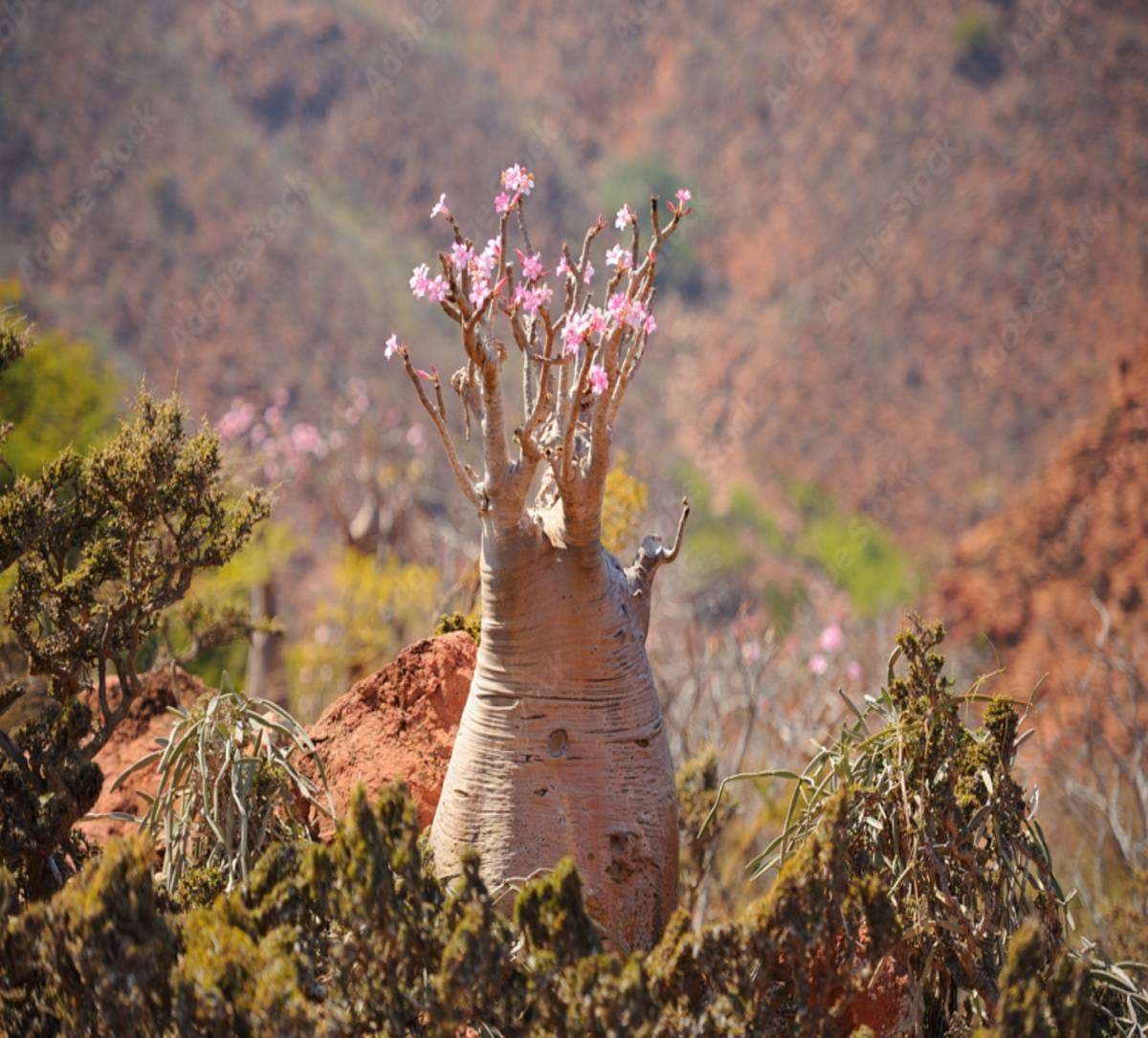 bottle tree