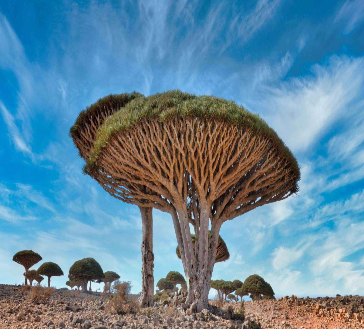 Dragon blood tree