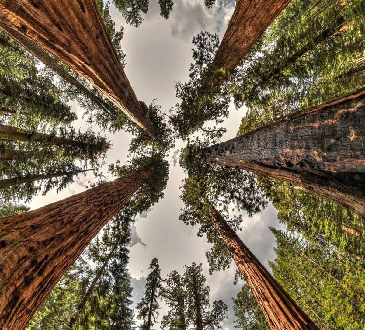 Giant sequoia