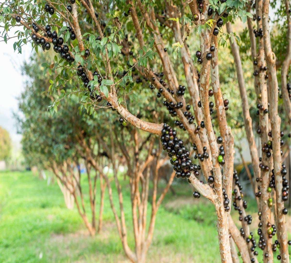 Jabuticaba 