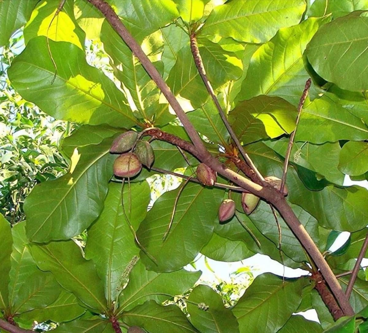 Hydro-alcoholic extract of wild fruit of Harad prepared