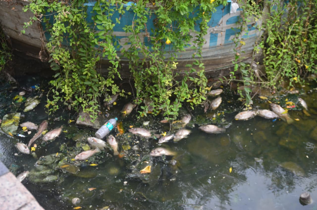 तेलीबांधा तालाब: रहस्यमयी मौत से उठ रहे कई सवाल
गंदे पानी और ऑक्सीजन की कमी, मर रहीं मछलियां