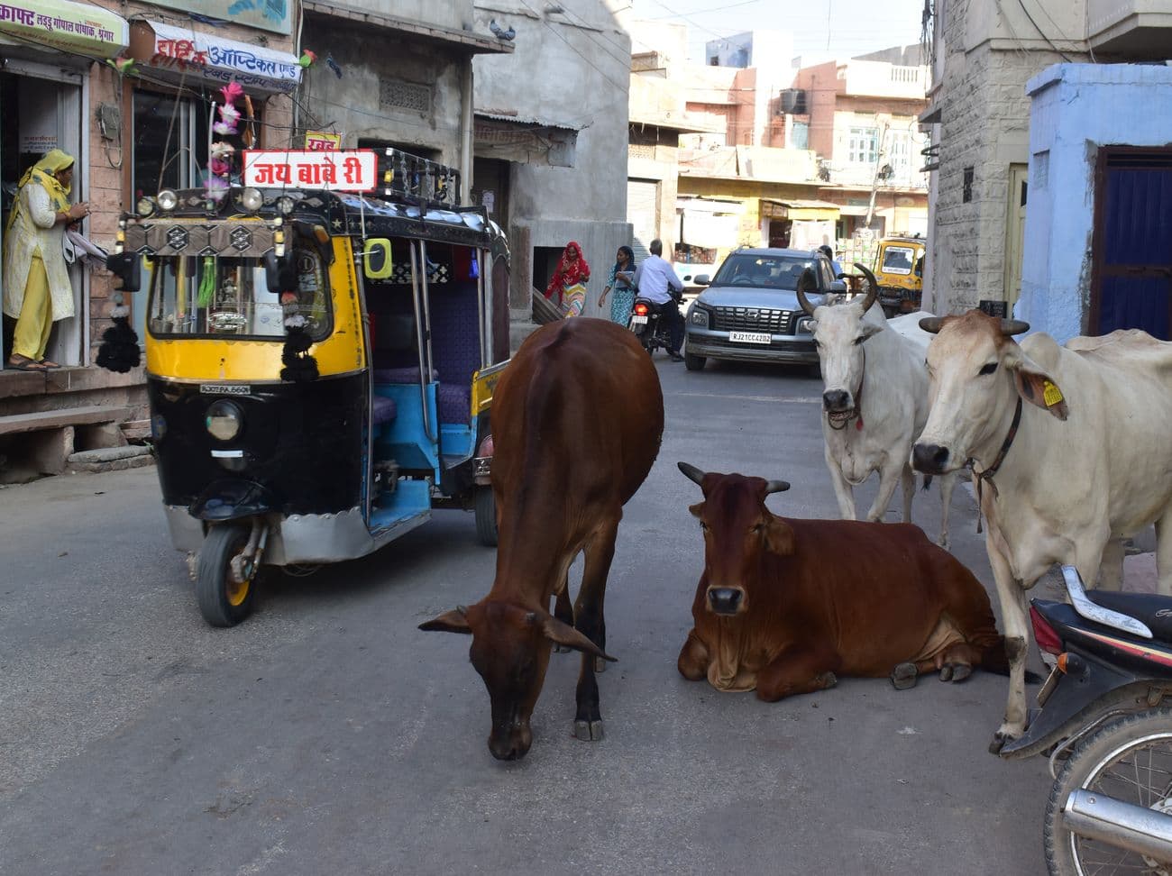 Cows left on the roads after milking are blocking the way to Nagaur city.