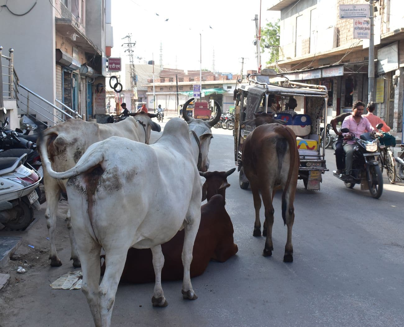 Cows left on the roads after milking are blocking the way to Nagaur city.