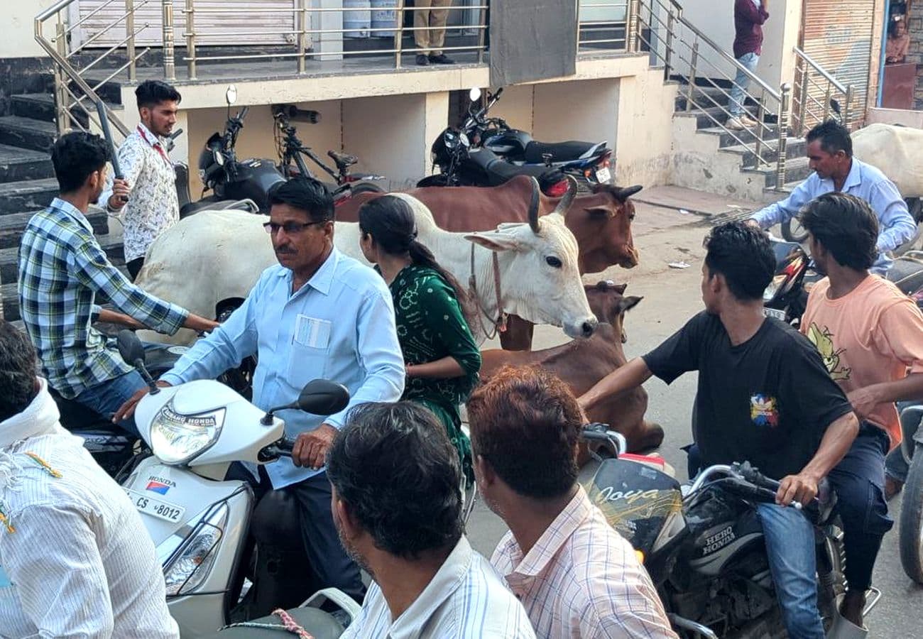 Cows left on the roads after milking are blocking the way to Nagaur city.