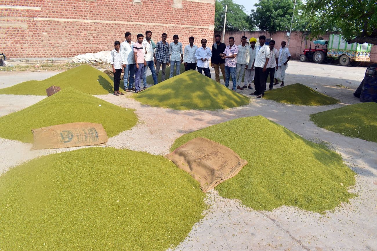 Moong will be procured at support price in 11 centers of Nagaur district and five centers of Didwana-Kuchaman.