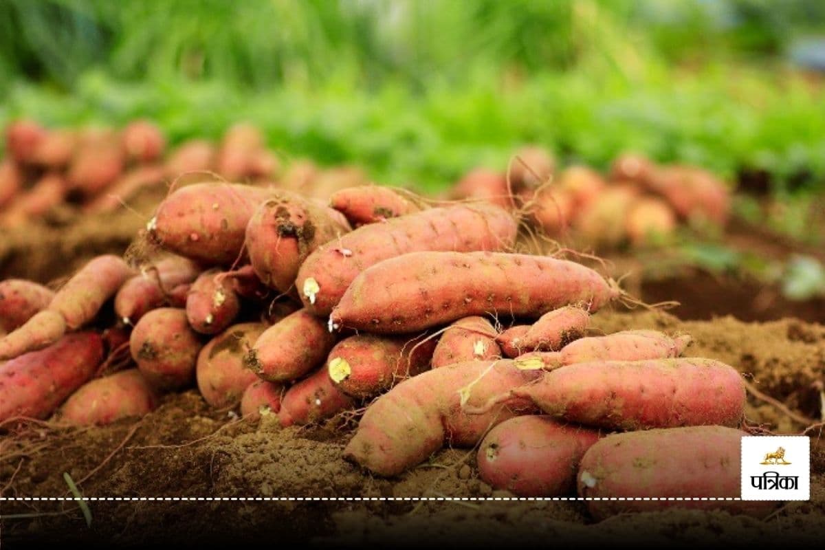 Sweet potatoes: Better availability of vitamin A