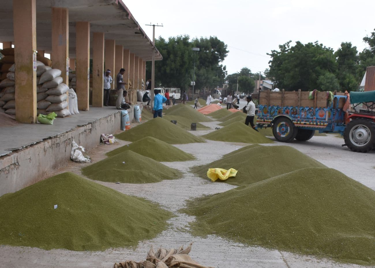 Farmers suffer loss of more than 60 lakhs daily, government has no sleep, arrival of moong started in the market