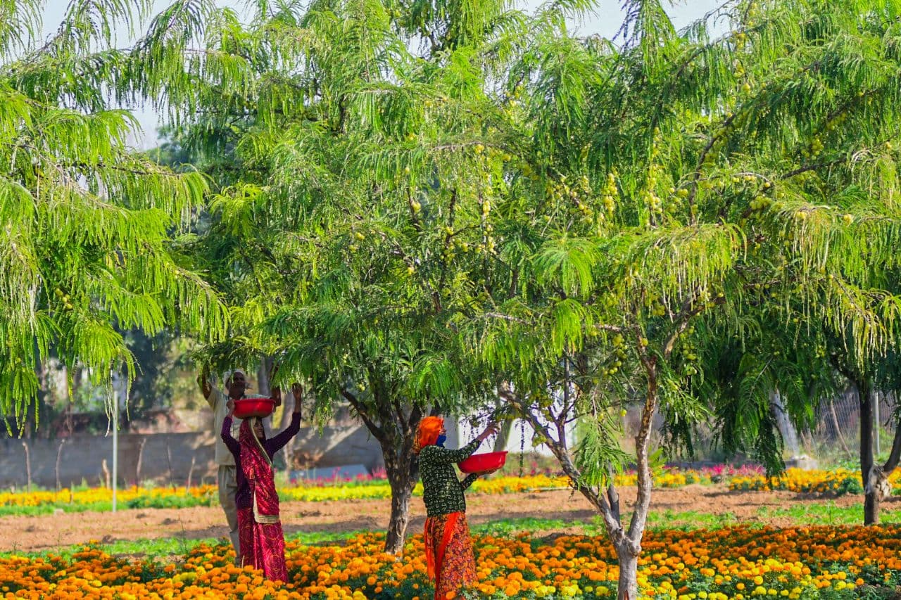 Farming of Gooseberry in jaipur