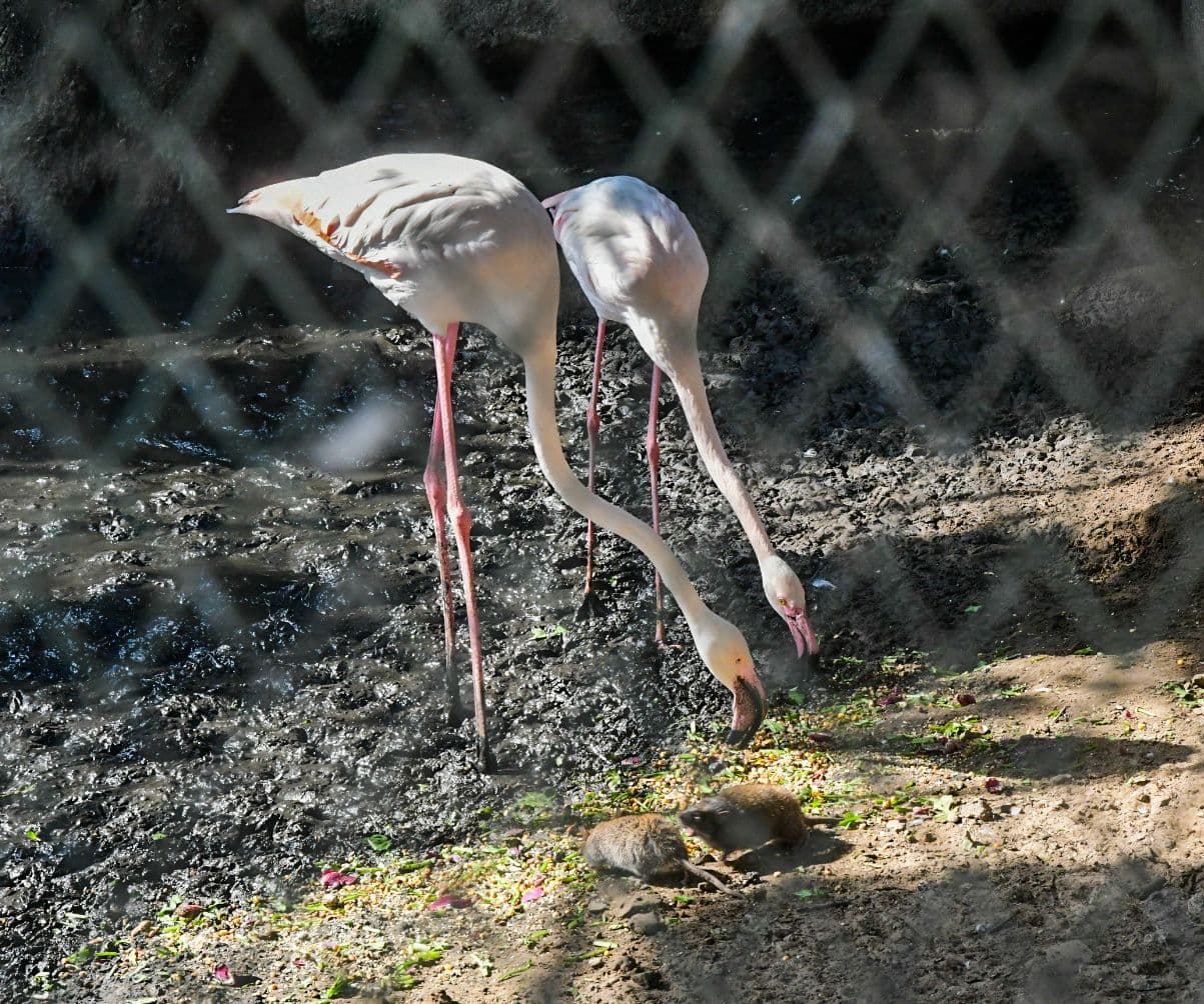 Jaipur zoo in Ramniwas baag 