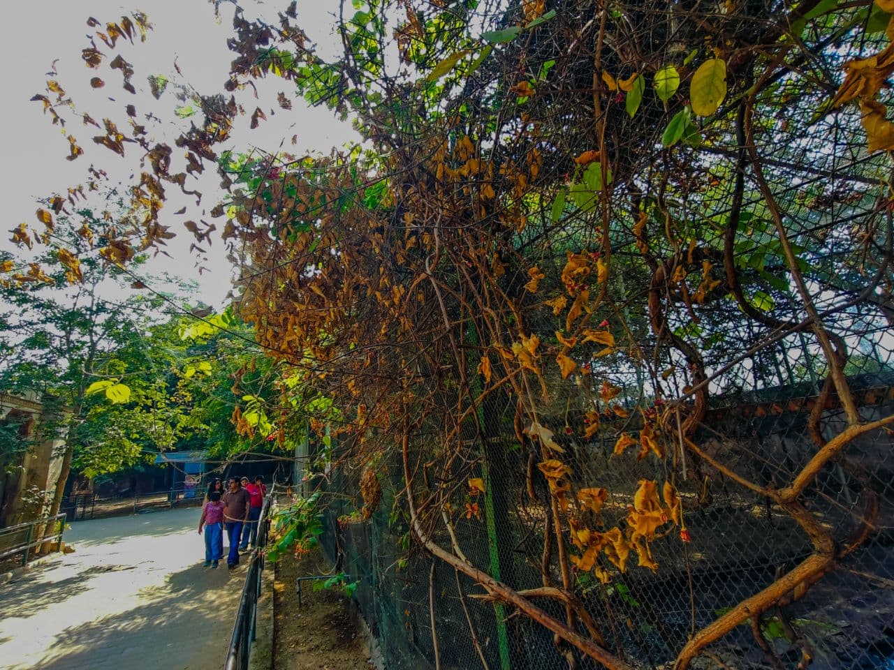 Jaipur zoo in Ramniwas baag 