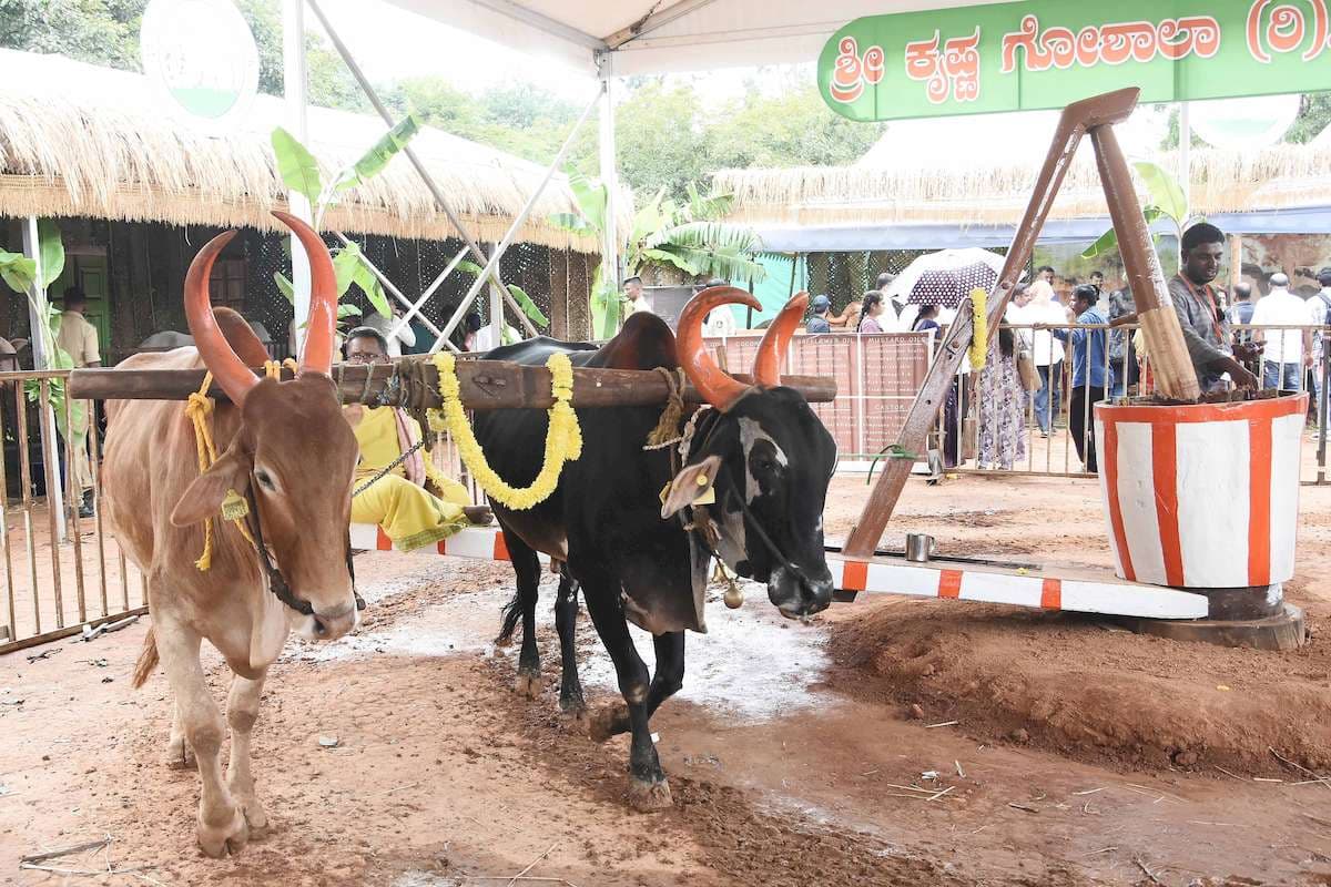 Krishi Mela 2024 at GKVK Campus, in Bengaluru