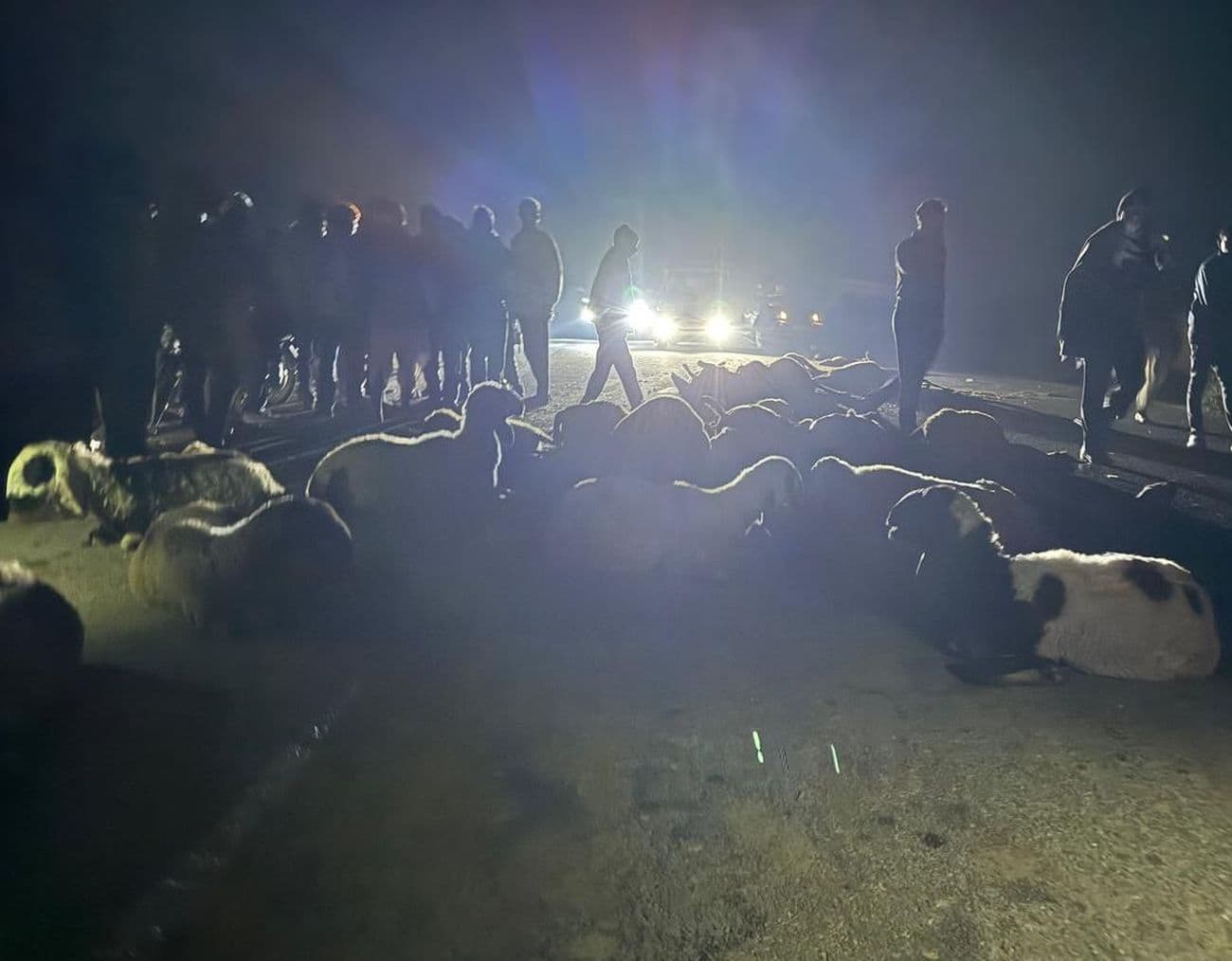 34 sheep and 2 goats died on the spot after being crushed by a truck.