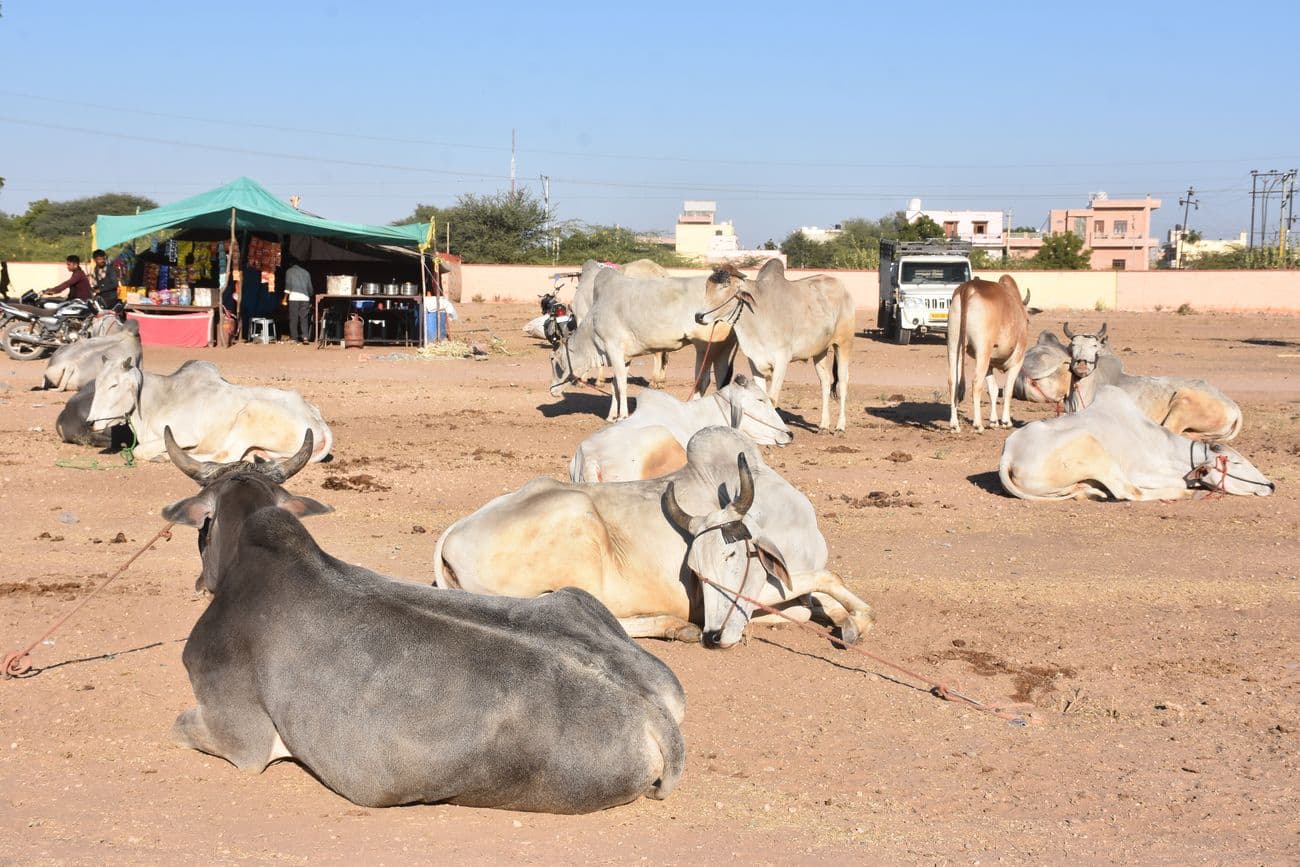 Ramdev cattle fair ground is ready to welcome the cattle herders.