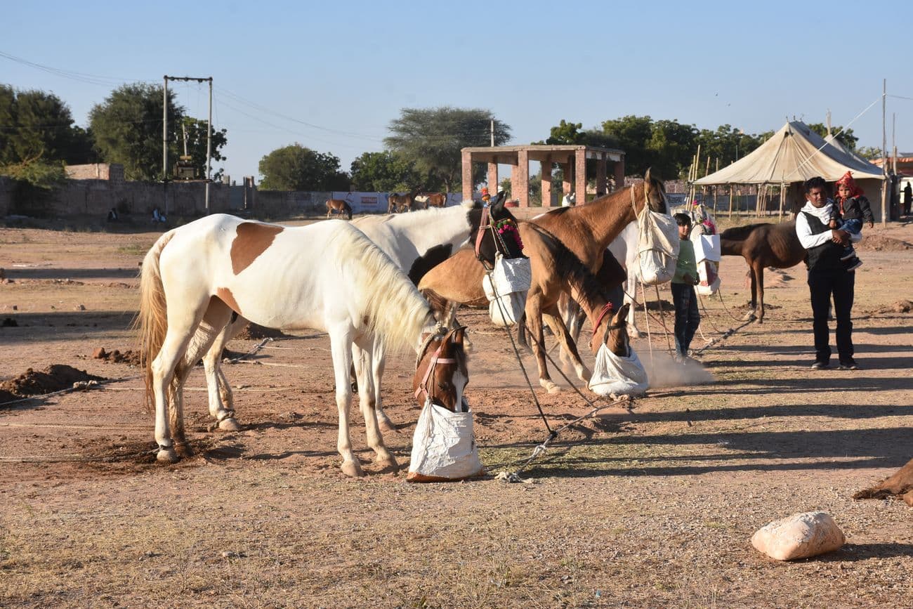 Ramdev cattle fair ground is ready to welcome the cattle herders.