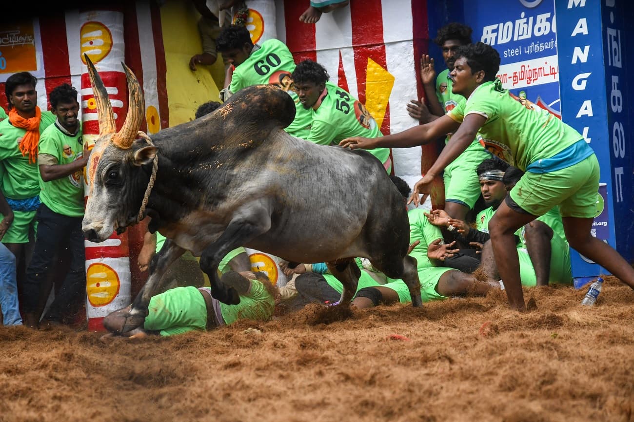 Alanganallur jallikattu