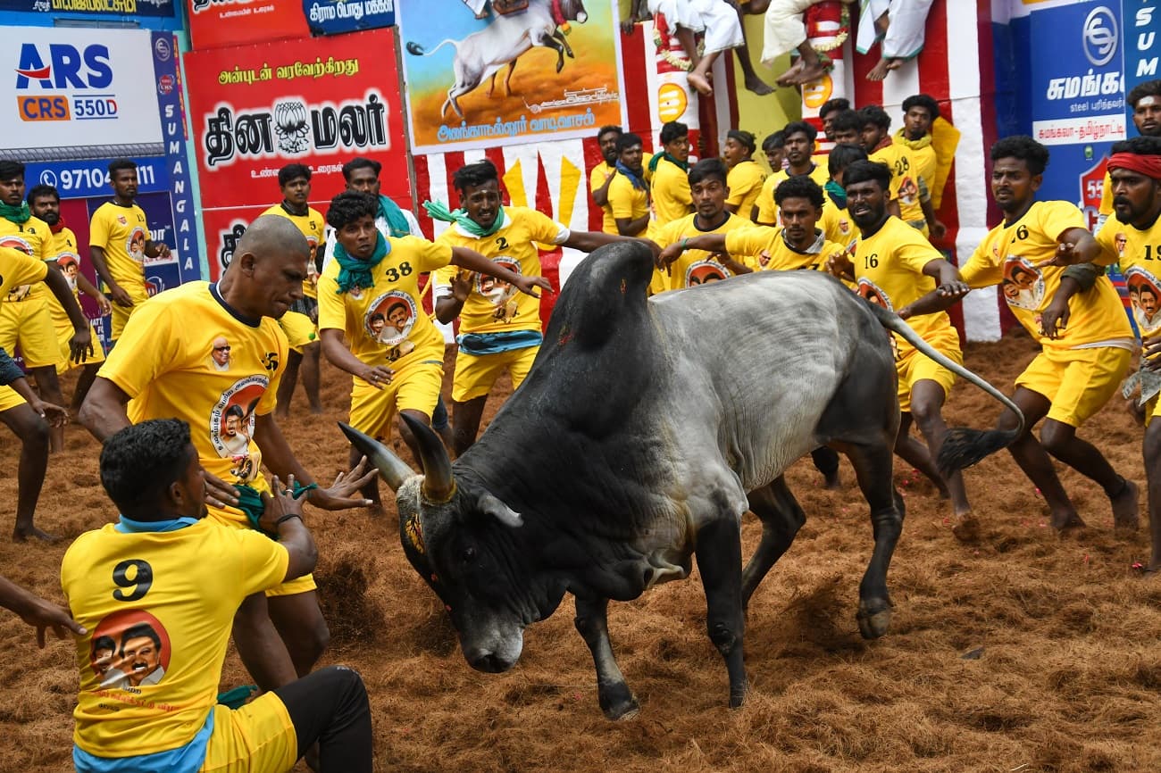 Alanganallur jallikattu