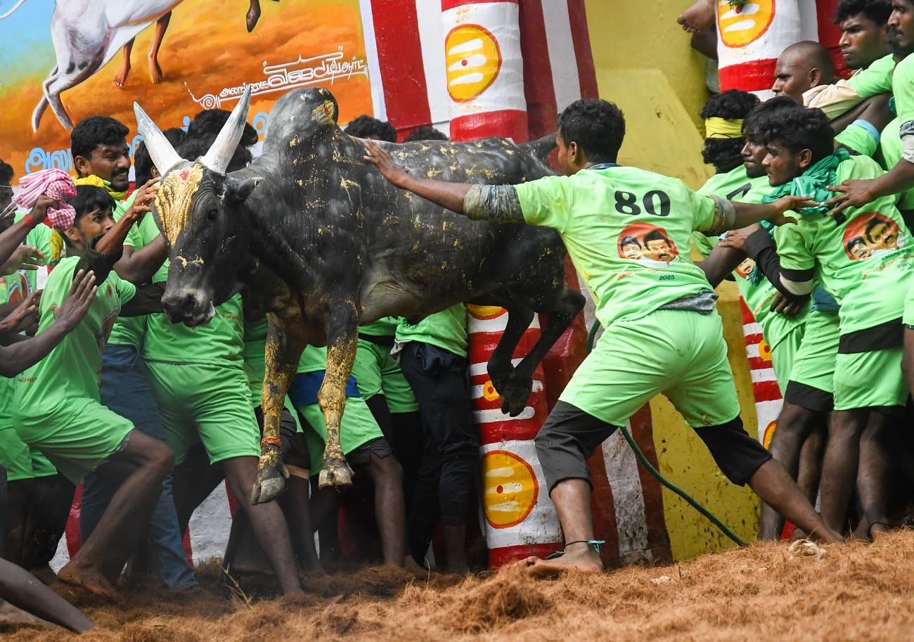 Alanganallur jallikattu