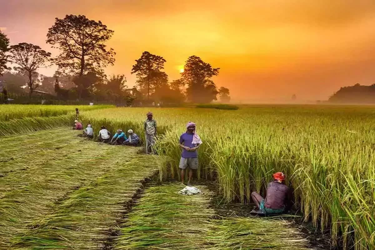 CG Cabinet Decision: साय कैबिनेट का बड़ा फैसला! अब 'कृषक उन्नति योजना' का इन किसानों को भी मिलेगा लाभ, जानिए अन्य फैसले...