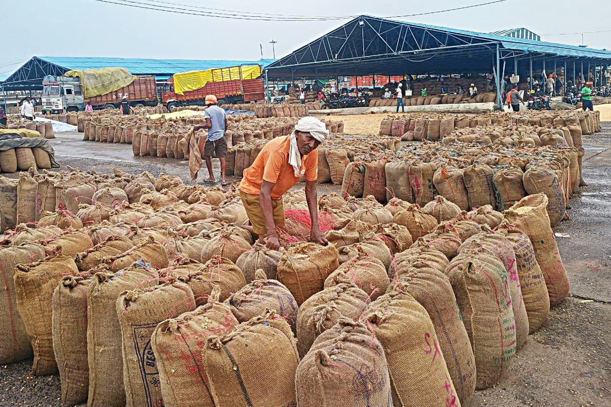 Grain got wet in Krishi Upaj Mandi