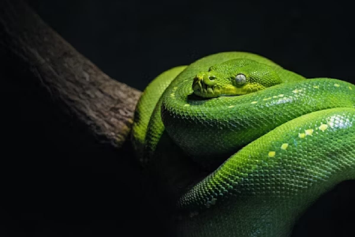 Snake Bite